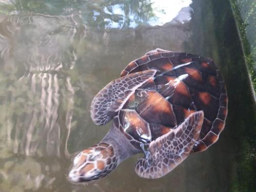 a green sea turtle swimming in the water at Villa Sidu in Induruwa