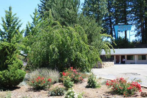 a large tree in a garden in front of a motel at Mother Lode Motel in Placerville