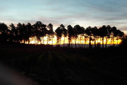 a group of trees in a field at sunset at Domaine des hauts de Vernon in Vernon