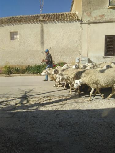 a herd of sheep walking down a street at Amélie House in Marsala