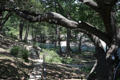 a tree leaning over a path next to a river at River Bluff Cabins in Rio Frio