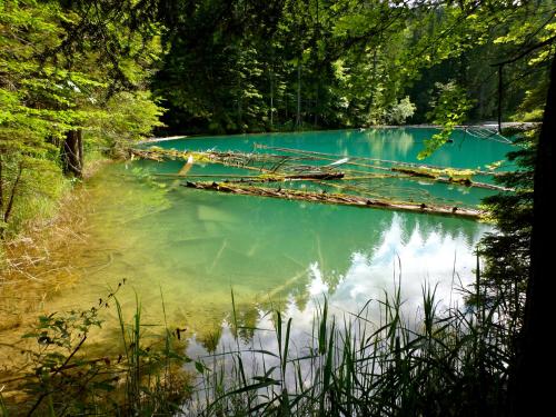 a pool of blue water in a river with trees at Waldnerhütte in Hermagor