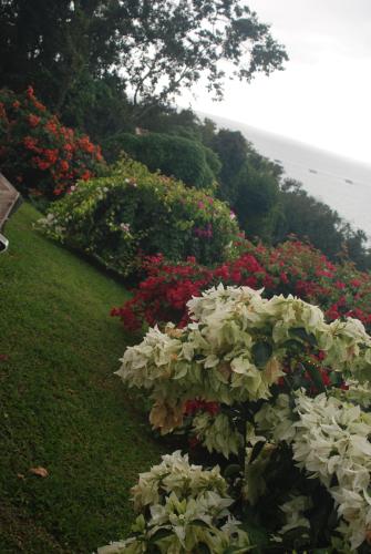 a row of bushes with pink and red flowers at kazAnne in Pointe-Noire
