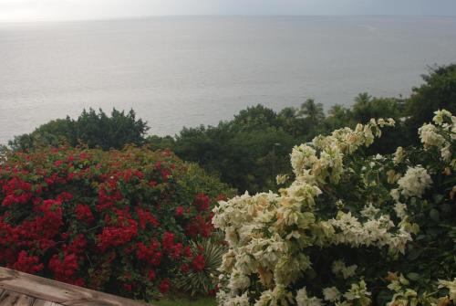 a field of flowers with the ocean in the background at kazAnne in Pointe-Noire