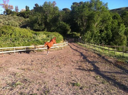 a brown horse running on a dirt field at Agriturismo Ridocco in Corleone
