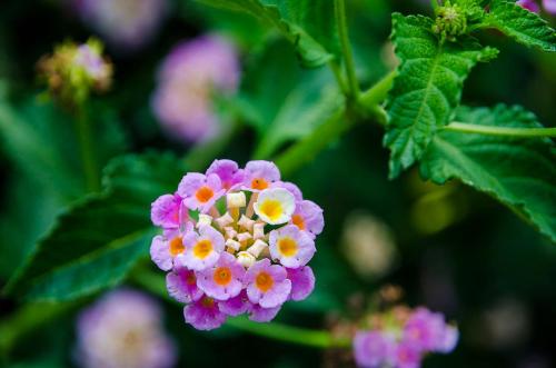 a cluster of pink and white flowers on a plant at Bio Agriturismo Il Melograno di Banditella Ristorante in Alberese