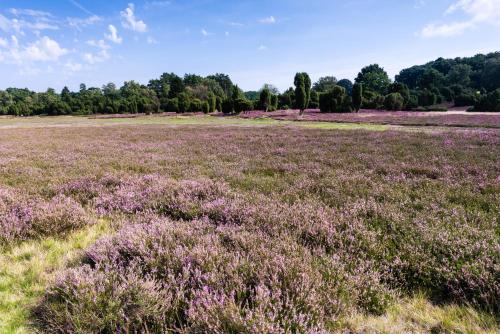 un campo de flores púrpuras en un campo en Pension Forstgut Einem en Einem