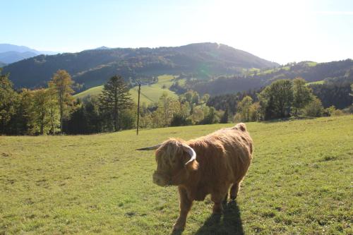 a brown cow standing in a field of grass at Hirmhof in Reinsberg