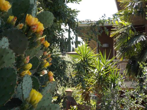a man walking through a garden with a bunch of cactus at B&B Casa Sartori in Malcesine