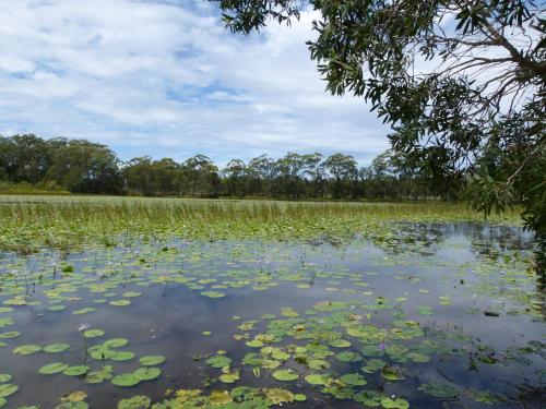 a field of lily pads in a pond at Lake Russell Lakeside Retreat in Emerald Beach
