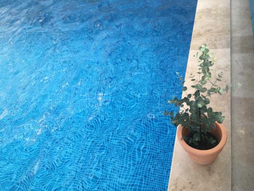 a plant in a pot next to a swimming pool at Kastanjegården på Stenshuvud in Kivik