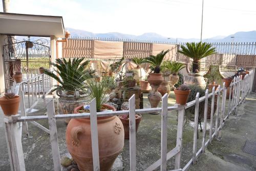a bunch of potted plants on a fence at B&b Le Cycas in Castellammare di Stabia
