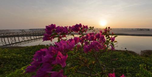 a group of purple flowers in front of a body of water at Beach Street Eco Resort - Mandrem in Mandrem
