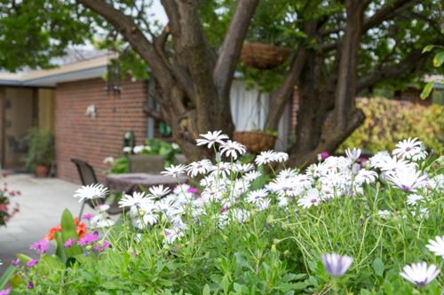 a garden with white flowers in front of a house at Bed and Breakfast in Perth in Perth