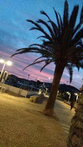 a palm tree on the side of a street at night at Casa Sissi in Albisola Superiore