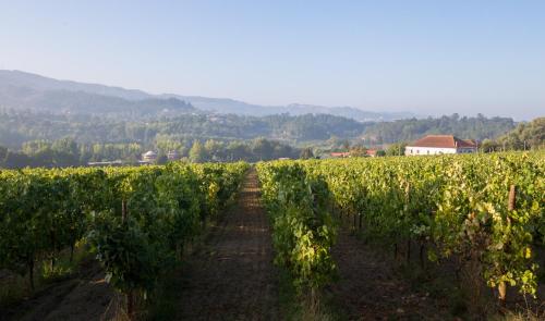 a field of vines with a house in the background at Casa Lata - Agroturismo e Enoturismo in Amares