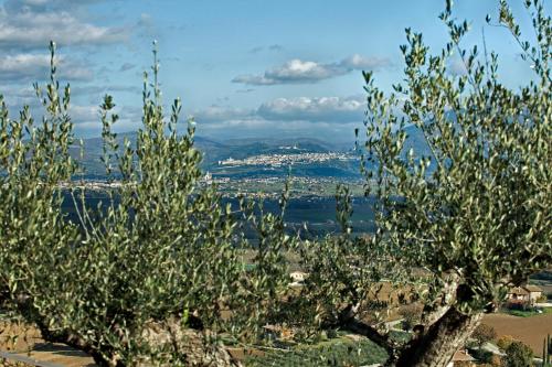 a group of olive trees with a city in the background at Il Poggio degli Olivi in Bettona
