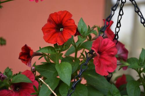 a group of red flowers on a chain at Cabinas Eddy B&B in Monteverde Costa Rica