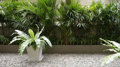 a plant in a white pot in front of plants at CHERN Bangkok in Bangkok