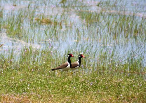 two birds standing in the grass near the water at Big Game - Wilpattu by Eco Team in Wilpattu