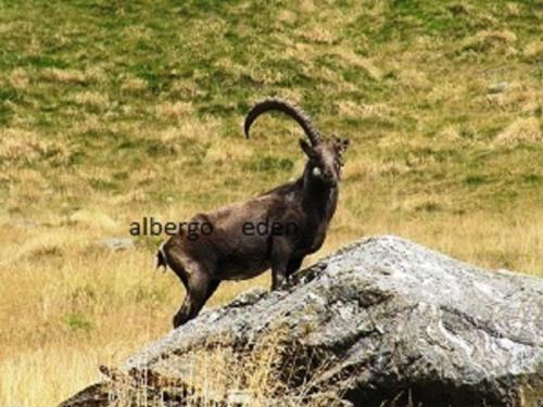a goat standing next to a rock in a field at Albergo Eden in Ponte di Legno