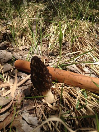 a baseball bat and a mitt sitting on the ground at Le Prieuré in Saint-Dalmas-de-Tende
