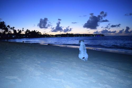 a penguin standing on a beach near the ocean at A La Dolce Vita Beachfront Hotels, Las Terrenas, Samana in Las Terrenas