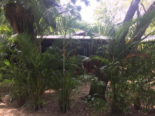 a group of palm trees in front of a house at Mal Pais Surf Camp in Santa Teresa Beach