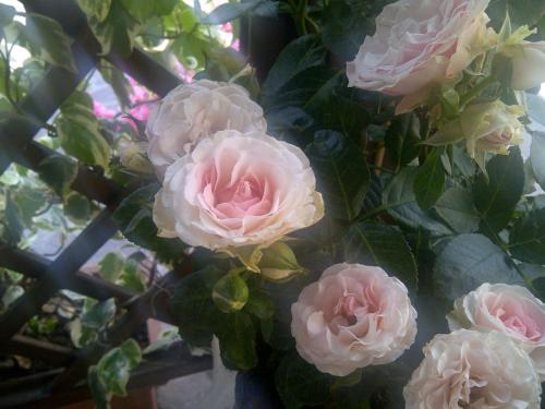 a bunch of pink roses on a plant at B&B A Casa di Mael in San Costanzo