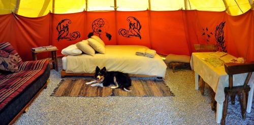 a dog sitting on a rug next to a bed at Assegai Rest in Robertson