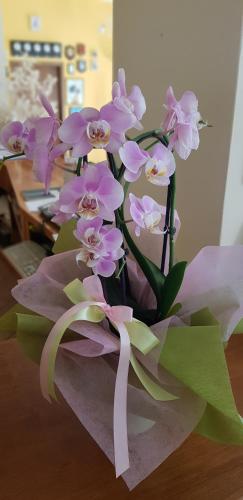 a bouquet of purple flowers on a table at Albergo Natucci in Montecatini Terme