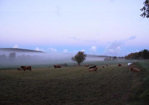 a herd of cows grazing in a field with fog at Leipyölin tila in Perniö