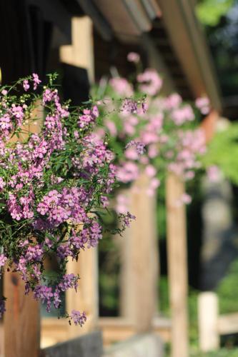 a bunch of pink flowers hanging from a building at The Evening Shade River Lodge and Cabins in Chimney Rock