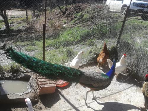 Un jardín fuera de Agriturismo Ticci