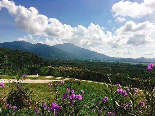 a field of purple flowers with mountains in the background at Ranis Lodge in Kampung Padang Masirat