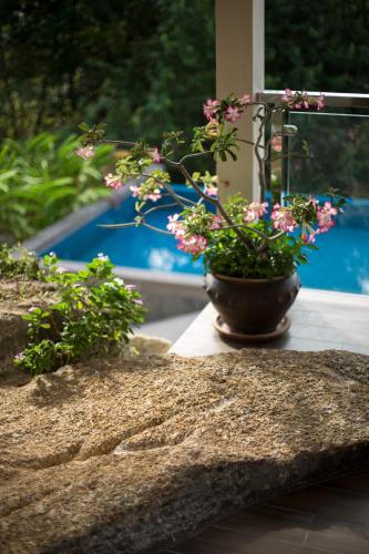 a potted plant sitting on a table next to a window at Ranis Lodge in Kampung Padang Masirat