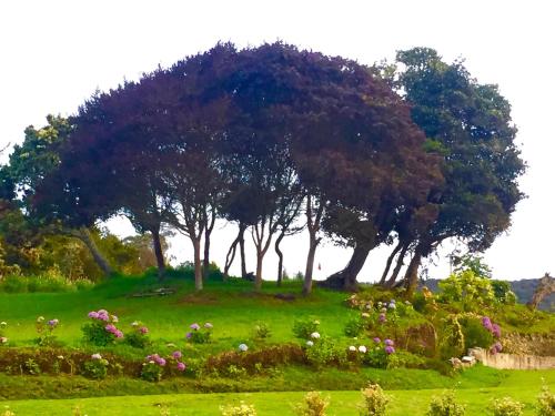 a group of trees on a green field with flowers at HOBU MONTAÑA in La Calera