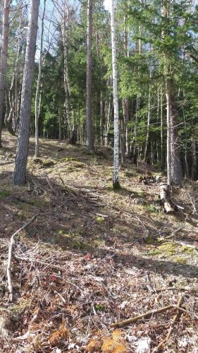 a forest with trees and leaves on the ground at Ferienwohnung Holzer in Payerbach