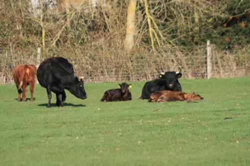 Imagem da galeria de Chadwell Hill Farm em Longwick