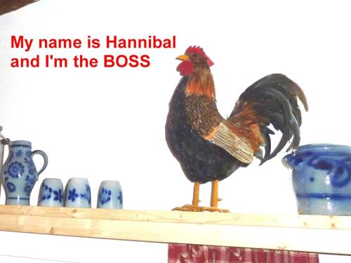 a chicken is standing on a shelf with vases at Mühlenteich in der Oldenstädter Wassermühle in Uelzen
