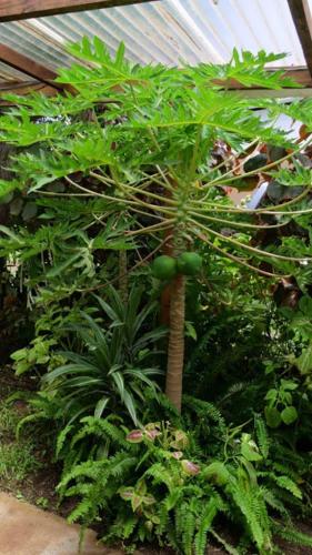 a small green plant in a greenhouse at Hostal Vaihere in Hanga Roa