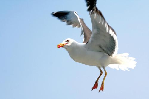 Un oiseau blanc volant dans le ciel dans l'établissement Fletcher Badhotel Egmond aan Zee, à Egmond aan Zee