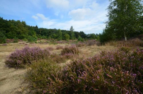 a field of grass with purple flowers and trees at Fletcher Hotel - Restaurant de Zeegser Duinen in Zeegse