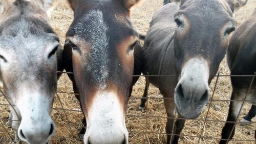 Animales en el departamento o alrededores