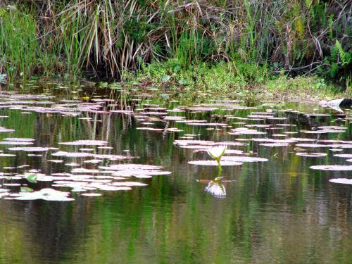 a pond with lily pads in the water at Hindthausen in Knysna