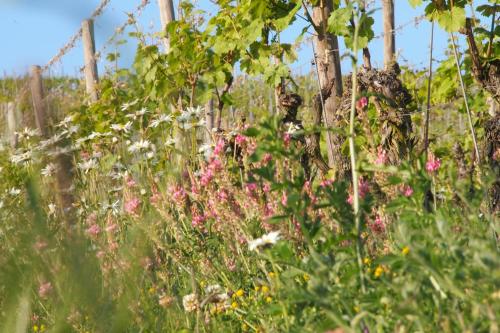 a field of flowers in front of a fence at Pension Weingut Schwab in Thüngersheim