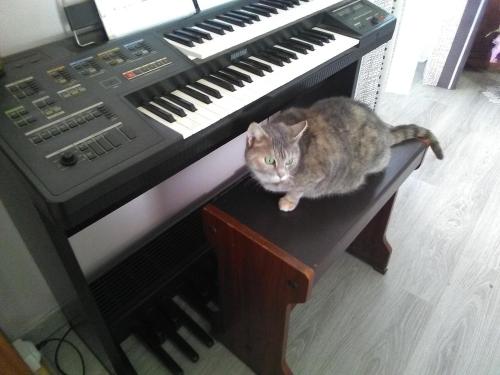 a cat sitting on top of a piano at Chambres d'hôtes les Clématites en Cotentin in Saint-Floxel