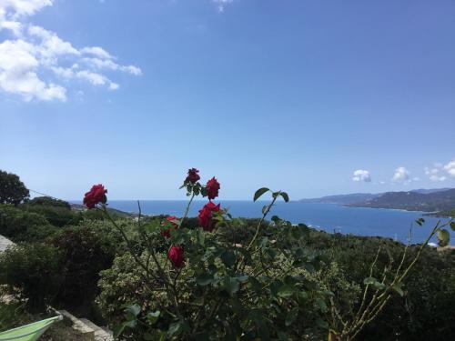 a view of the ocean from a hill with flowers at Résidence île de beauté in Propriano