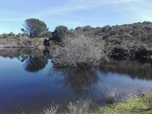 un grande bacino d'acqua con alberi e cespugli di Azienda Agricola Li Nalboni a Santa Teresa di Gallura