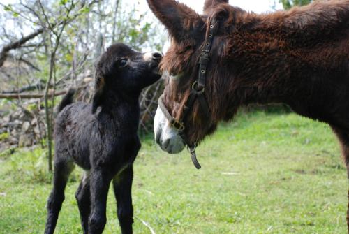 a baby donkey standing next to a brown horse at Budiño de Serraseca in Oia